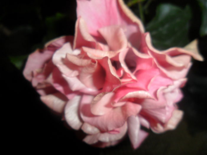 SAM_5031 - hibiscusi 2015-2