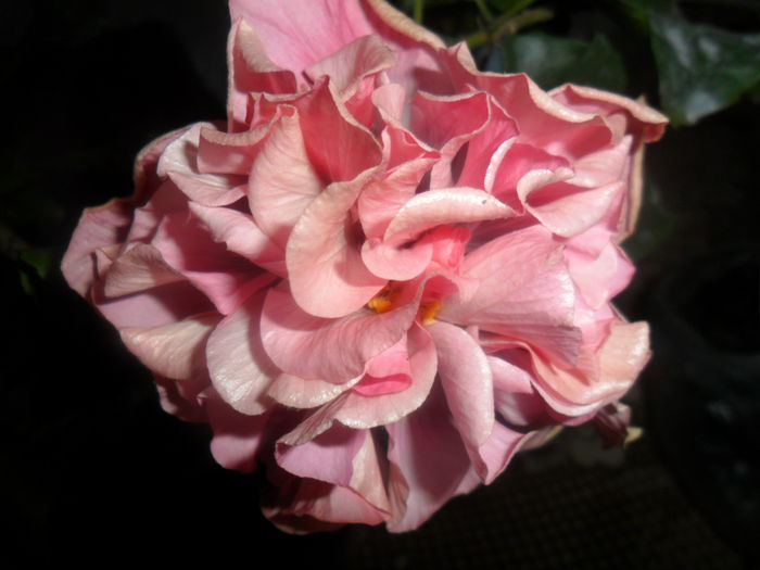 SAM_5032 - hibiscusi 2015-2