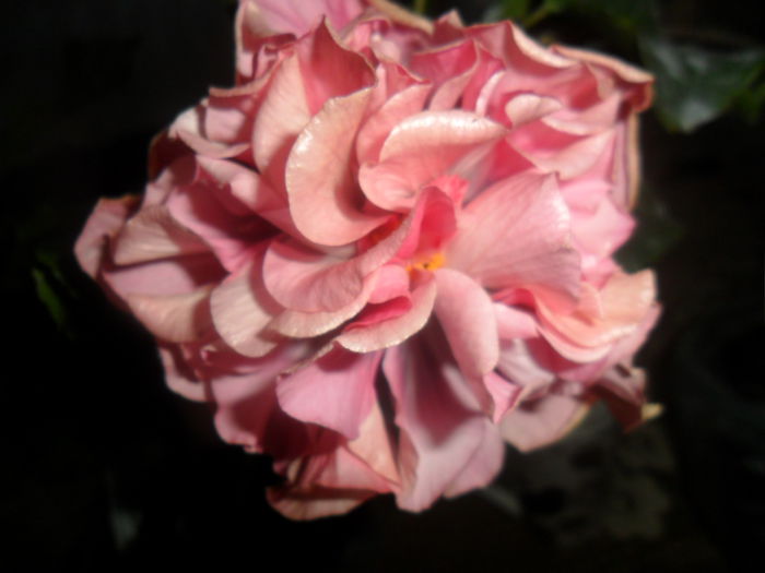 SAM_5033 - hibiscusi 2015-2