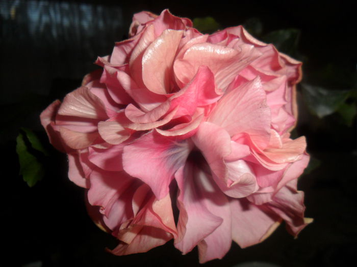 SAM_5034 - hibiscusi 2015-2