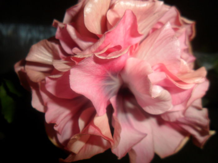 SAM_5035 - hibiscusi 2015-2