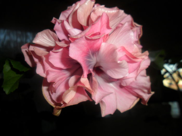 SAM_5029 - hibiscusi 2015-2