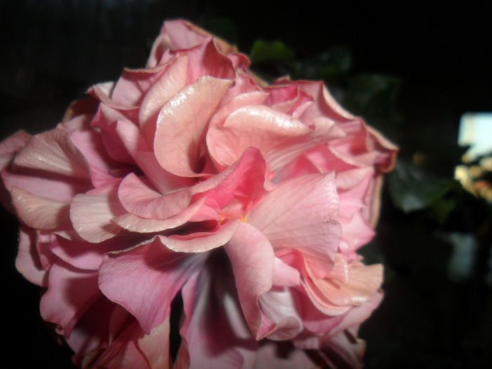 SAM_5023 - beedrom eyes