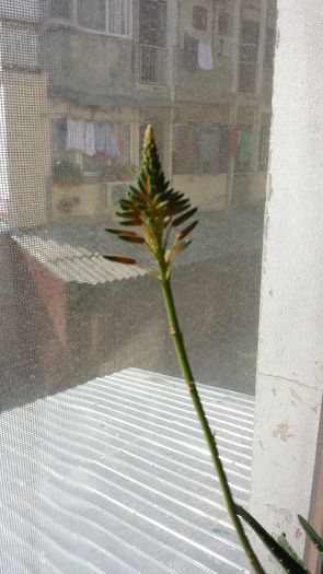 2015-05-06 09.28.31 - Aloe