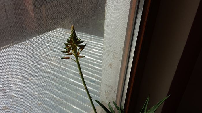 2015-05-06 09.28.36 - Aloe