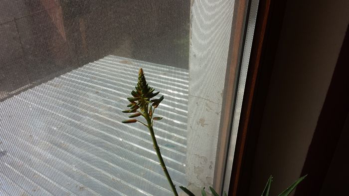 2015-05-06 09.28.39 - Aloe