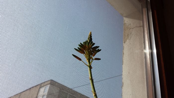 2015-05-06 09.28.44 - Aloe