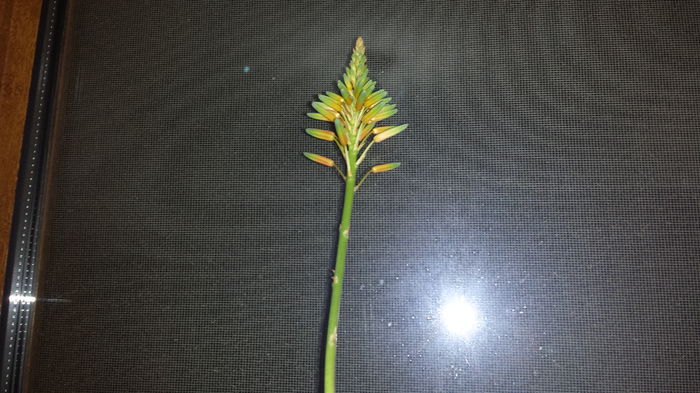 2015-05-06 22.47.02 - Aloe