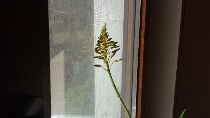 2015-05-08 08.45.35 - Aloe