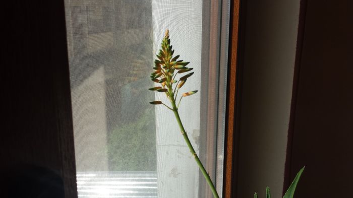 2015-05-08 08.45.38 - Aloe
