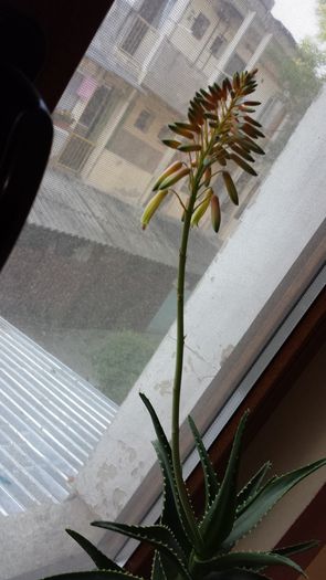 2015-05-12 07.31.44 - Aloe