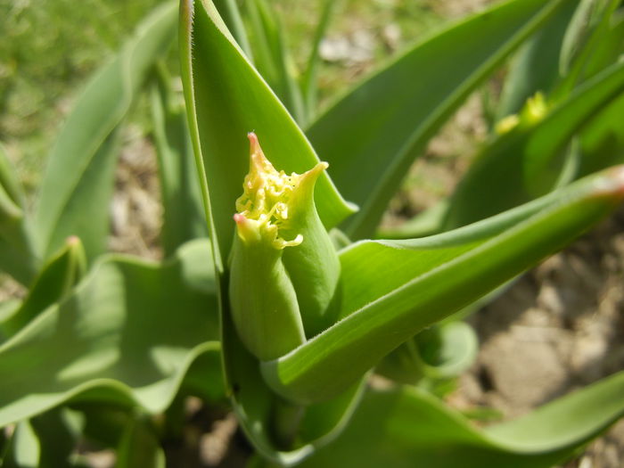 Fringed Tulip (2015, April 04) - 04 Garden in April