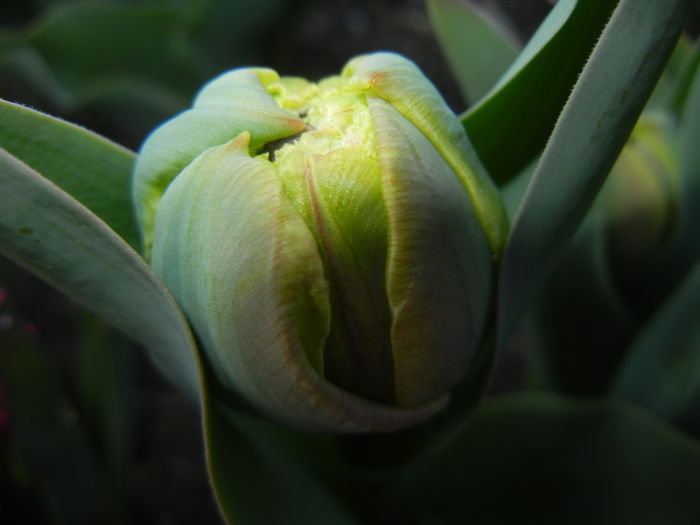 Tulip bud (2015, April 07)