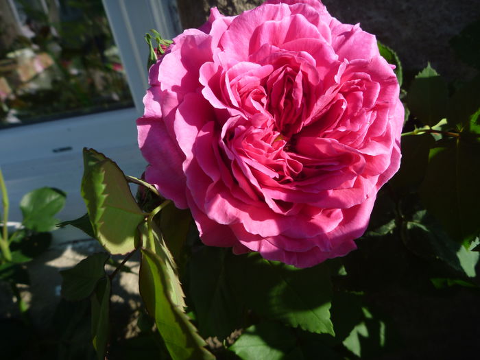 Mme Isaac Pereire - Colectie trandafiri