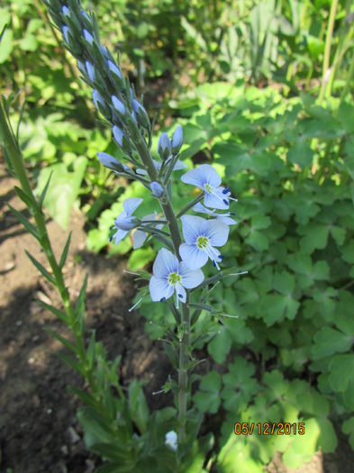 Veronica gentianoides - primavara 2015