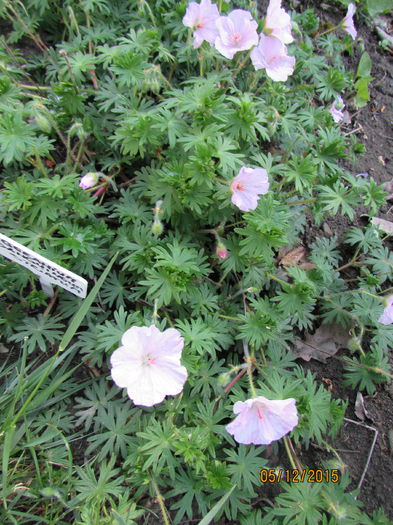 Geranium sanguineum striatum - primavara 2015