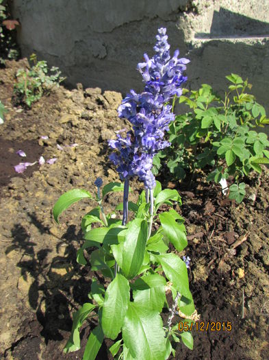 Salvia farinacea - primavara 2015