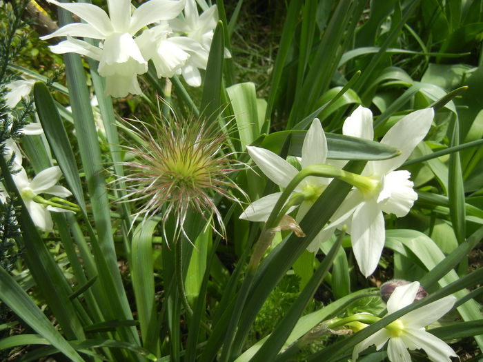 2015, April 15 - 04 Garden in April