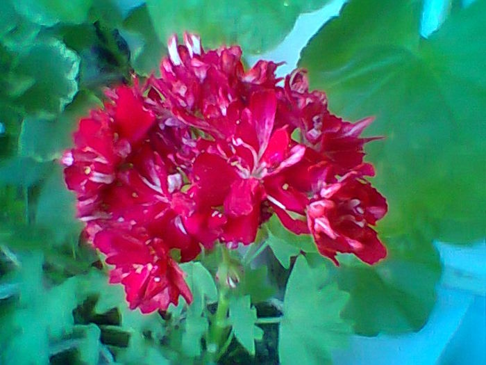 Fotogr.2192