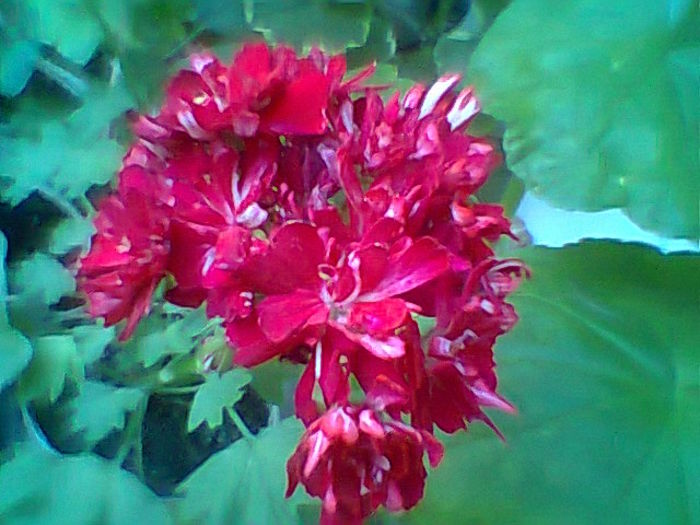 Fotogr.2193