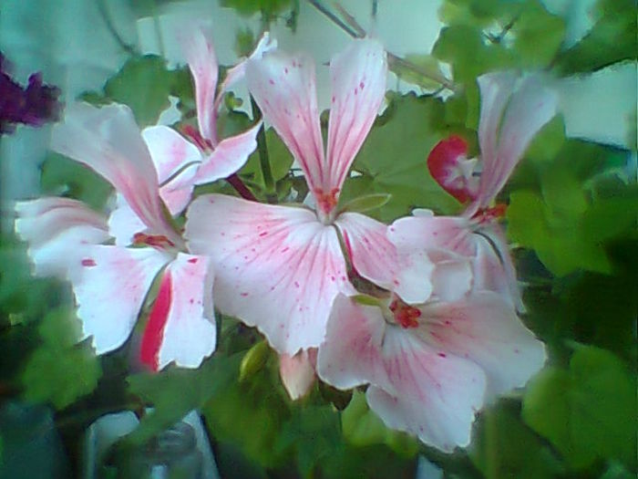 Fotogr.2194