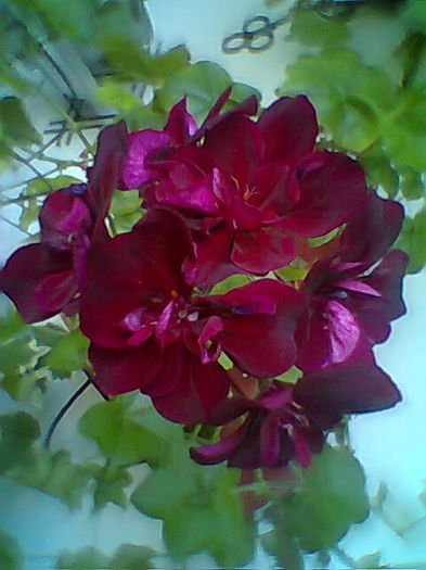 Fotogr.2199