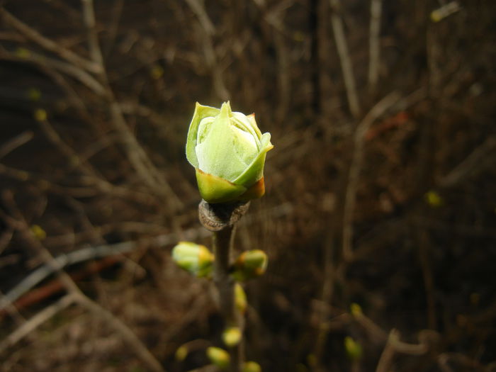 Spring Buds (2015, March 08)