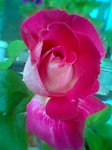 Fotogr.2211