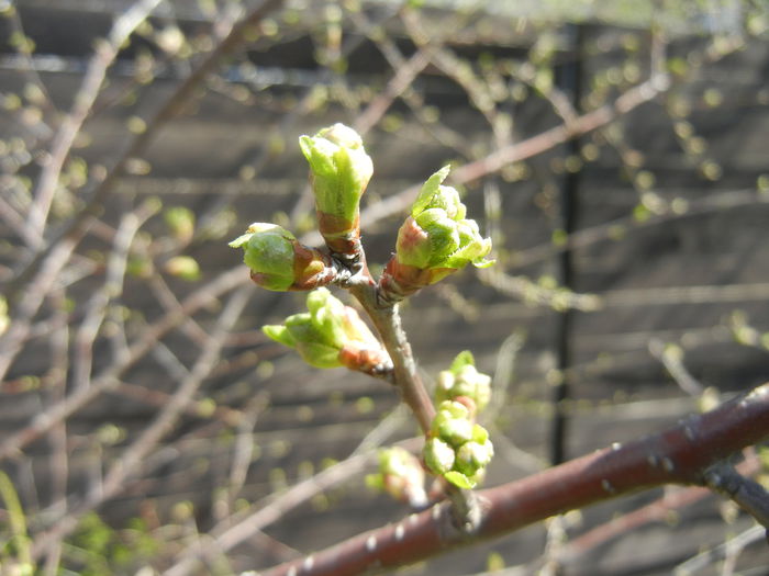 Spring Buds (2015, April 03)