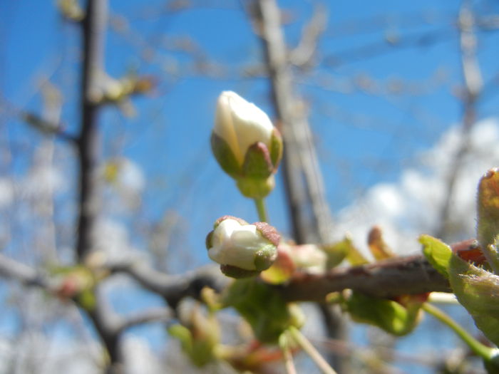 Spring Buds (2015, April 03)