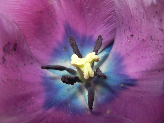 Purple Spring (2015, April 15) - 01 SPRING Burst_Primavara