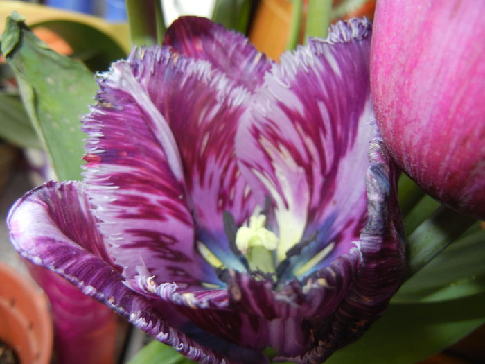 Purple Spring (2015, April 15)