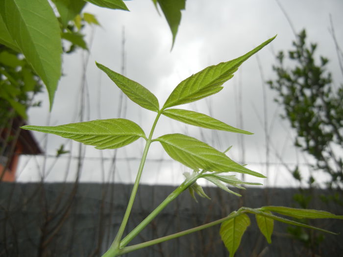 Green Leaves (2015, April 30)