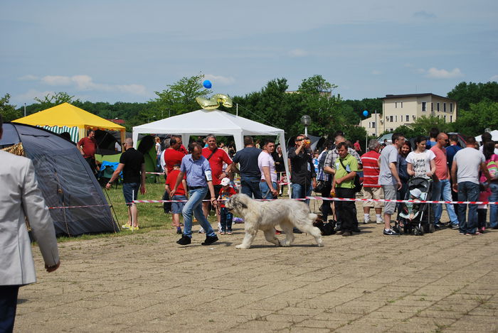 TASHA; Timisoara CACIB Mai 2015
