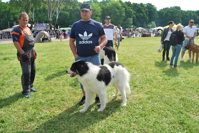 BERTA; Timisoara CACIB-mai 2015
