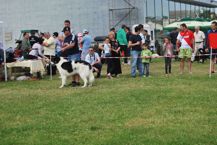 DSC_0387 - Copy - Ciobanesc romanesc de bucovina