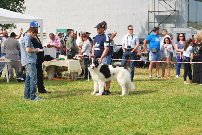 BERTA; Timisoara-CACIB mai 2015

