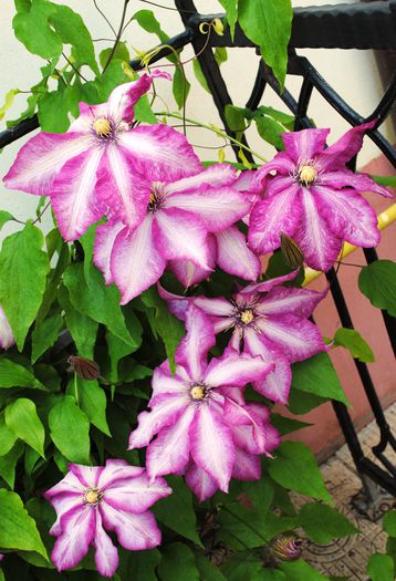 12 mai,clematis Betty Risdon