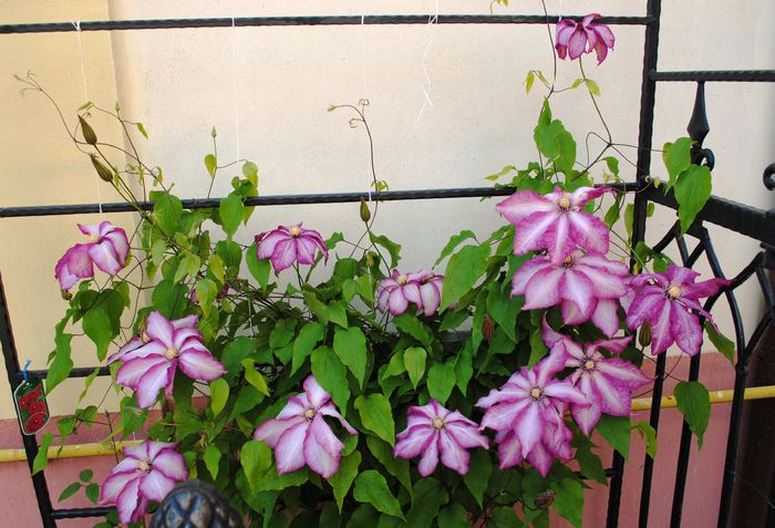 clematis Betty Risdon - 2015 clematite