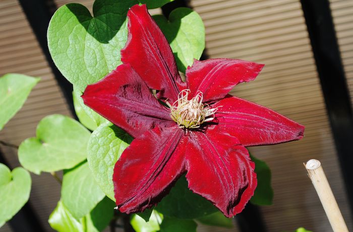 in realitate este mai rosie.. - 2015 clematite