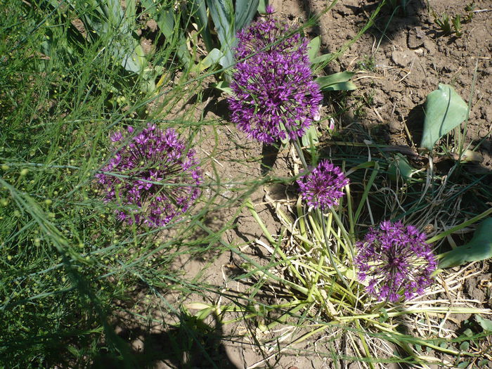 P1220061 - GRADINA 2015
