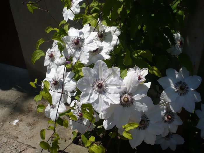 P1220062 - GRADINA 2015