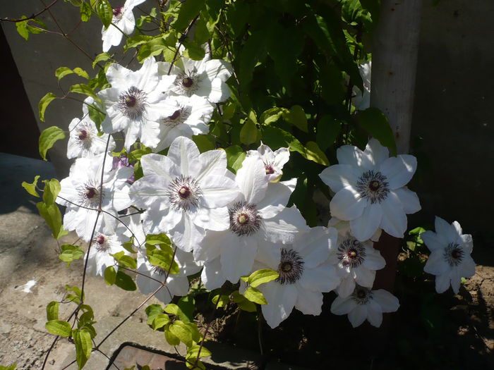 P1220063 - GRADINA 2015