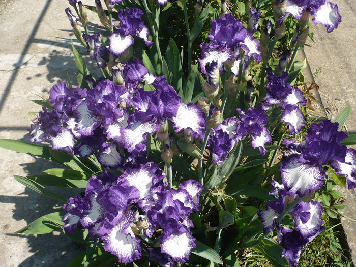 P1220066 - GRADINA 2015