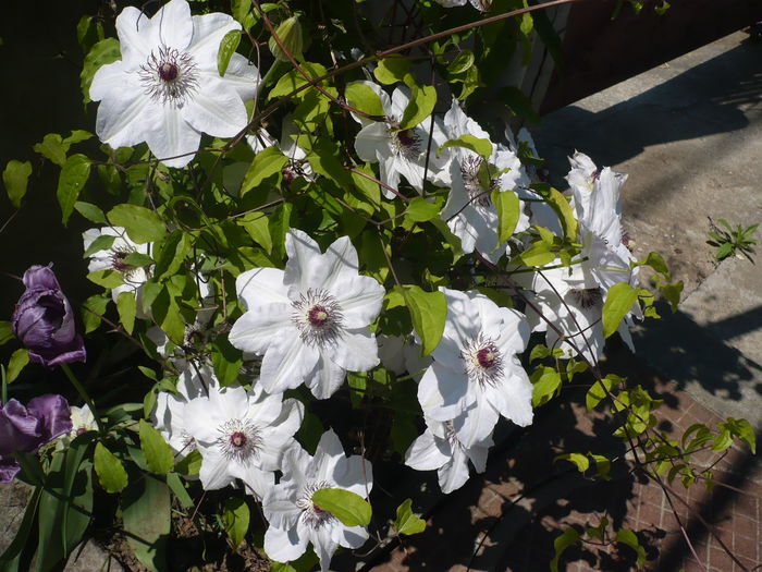 P1220067 - GRADINA 2015