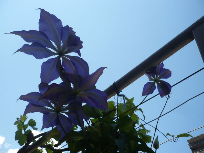 P1220076 - GRADINA 2015