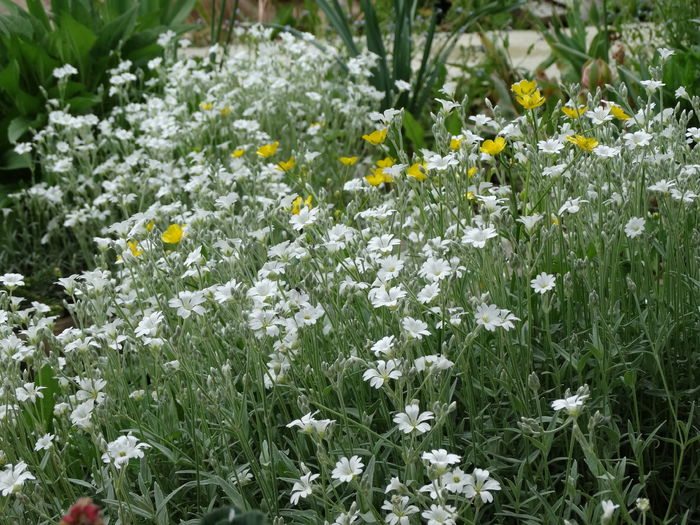 11.05.2015 - b-primavara 2015