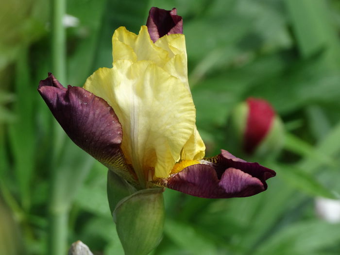 11.05.2015 - b-primavara 2015