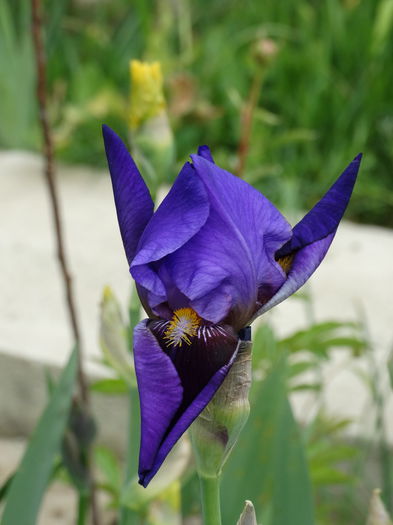 11.05.2015 - b-primavara 2015