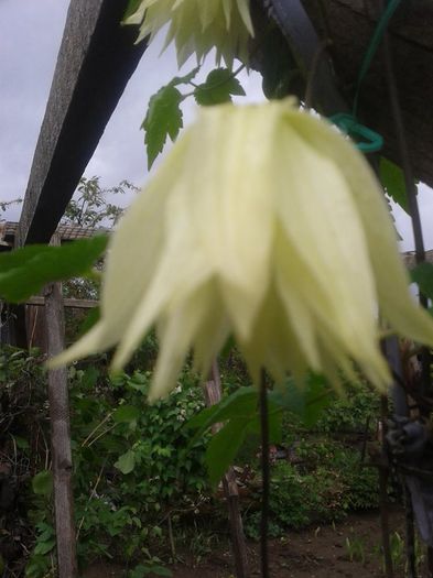 2 - clematis